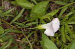 Hedge false bindweed